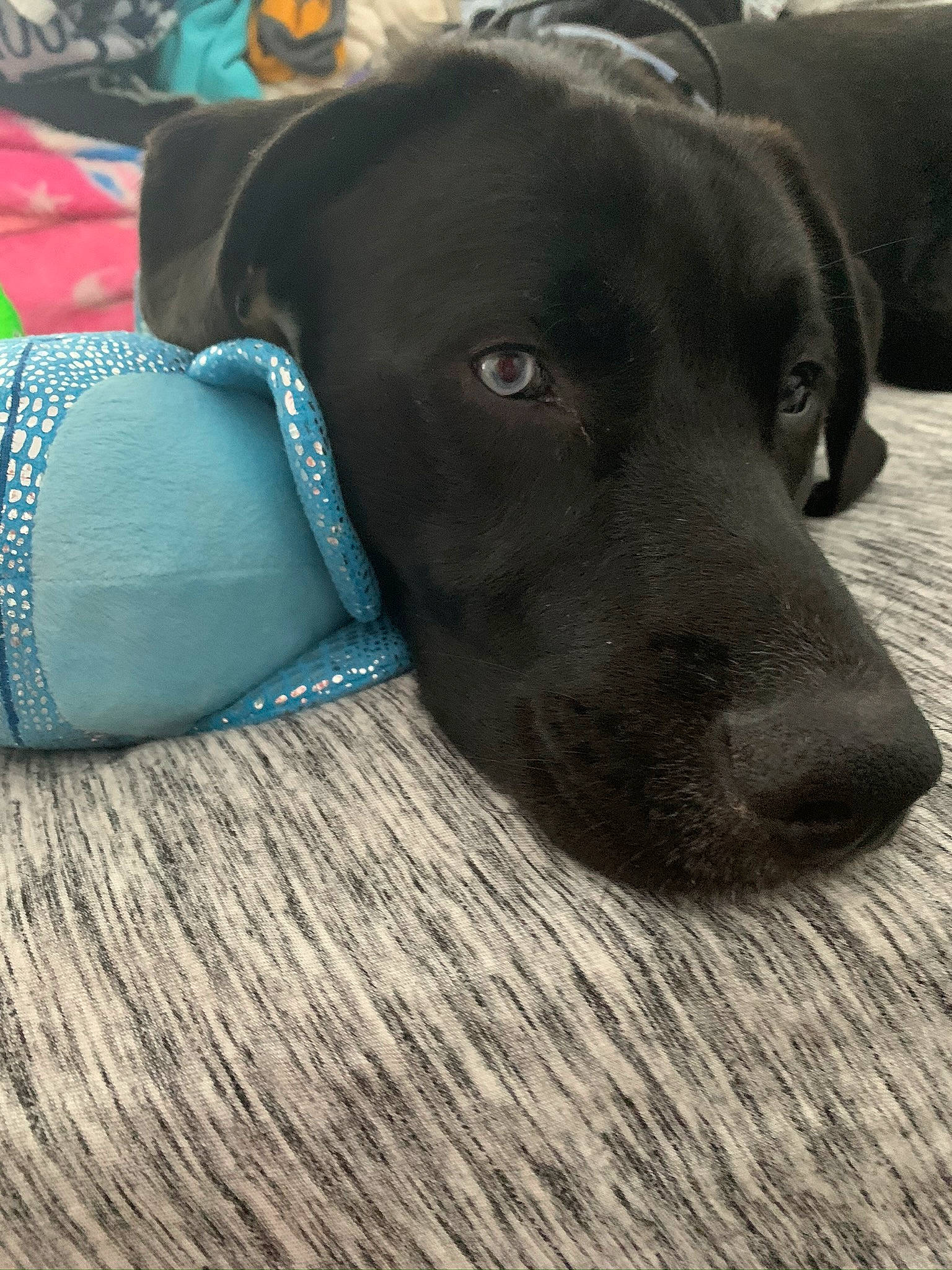 Bear is registered to the contest to win money with this photo: black, canidae, carnivore, collar, companion_dog, costume_accessory, dog, dog_breed, dog_collar, dog_supply, fur, gun_dog, labrador_retriever, pet_supply, retriever, snout, sporting_group, teal, turquoise, working_animal