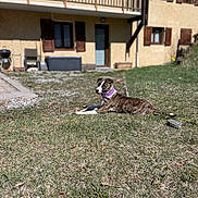 Ambre participe au concours pour gagner de l'argent avec cette photo : dog, brindle, collar, grass, yard, house, building, window, shutter, outdoor, sunny, daytime, pet, animal, canine, lawn, relaxed, resting, nature, home