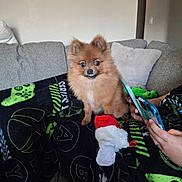 Cinnamon joined the competition — help win amazing prizes! dog, pomeranian, pet, couch, blanket, stocking, red, white, green, person, phone, hand, living_room, indoor, fur, cute, small_dog, seated, cozy, curious