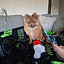 dog, pomeranian, pet, couch, blanket, stocking, red, white, green, person, phone, hand, living_room, indoor, fur, cute, small_dog, seated, cozy, curious