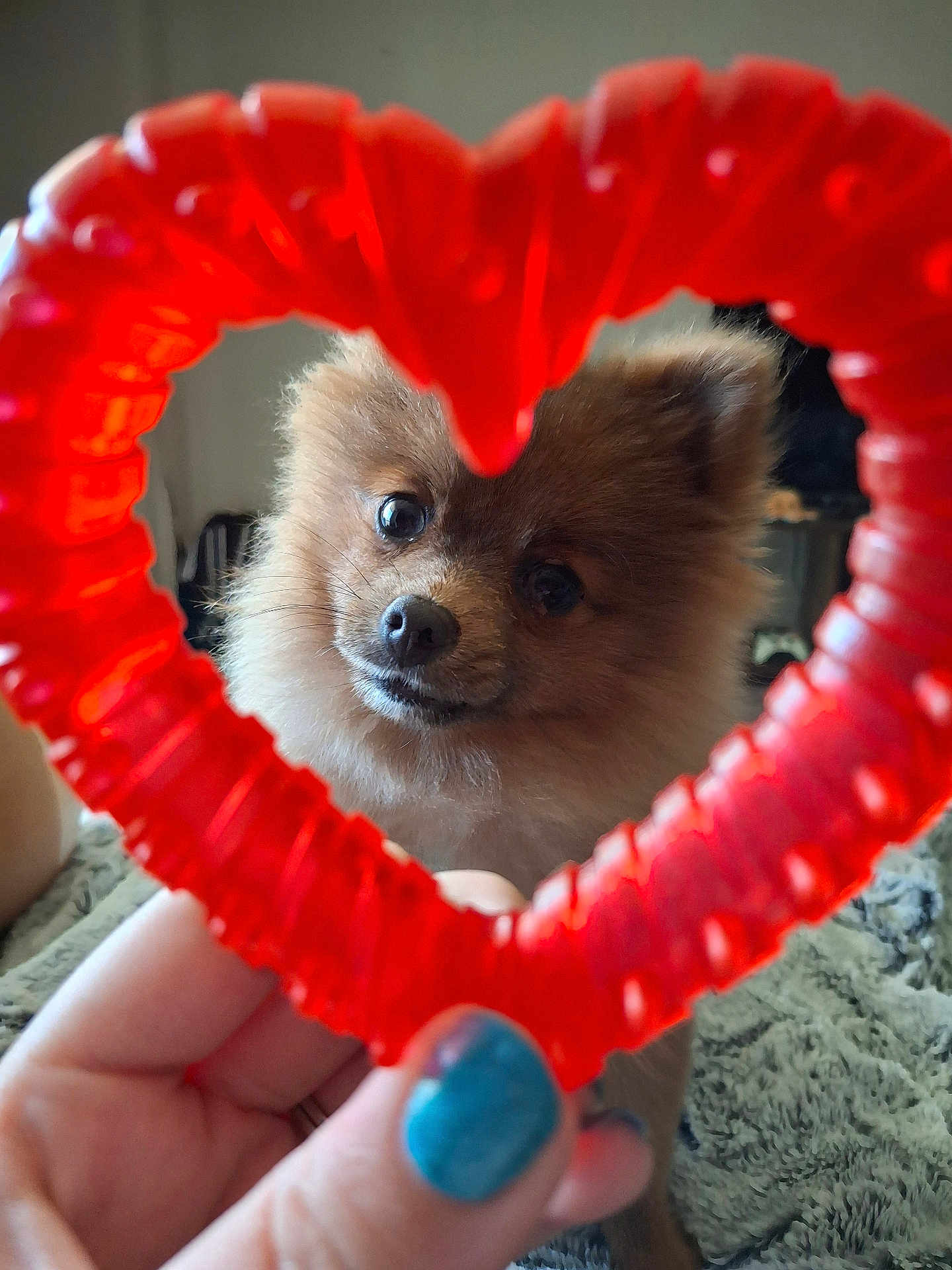Cinnamon is registered to the contest to win money with this photo: dog, pomeranian, heart_shaped_toy, hand, nail_polish, blue_nails, pet, cute, fluffy, brown, indoor, close_up, portrait, animal, toy, love, focus, background_blur, furniture, blanket