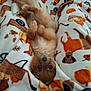 Cinnamon is registered to the contest to win money with this photo: puppy, dog, blanket, fleece, pattern, autumn, leaf, orange, brown, cute, pet, cozy, lying_down, fur, animal, indoors, soft_texture, relaxed, bed, closeup