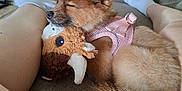 Cinnamon is registered to the contest to win money with this photo: dog, puppy, sleeping, pink_harness, plush_toy, couch, living_room, legs, relaxing, furniture, window, curtains, carpet, home, resting, pet, indoor, cozy, soft, cute