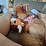 dog, puppy, sleeping, pink_harness, plush_toy, couch, living_room, legs, relaxing, furniture, window, curtains, carpet, home, resting, pet, indoor, cozy, soft, cute