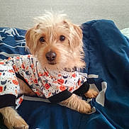 Sid joined the competition — help win amazing prizes! adorable, animal, bedroom, blanket, canine, casual, comfort, cozy, cute, dog, domestic, fur, halloween, indoor, looking_at_camera, pajamas, pet, playful, resting, small_dog