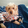 adorable, animal, bedroom, blanket, canine, casual, comfort, cozy, cute, dog, domestic, fur, halloween, indoor, looking_at_camera, pajamas, pet, playful, resting, small_dog