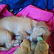 Sid is registered to the contest to win money with this photo: animal, bedspread, blue, comfort, companion, cozy, cute, dog, fur, indoor, napping, pet, pink, plush_toy, relaxation, resting, sleeping, small_dog, snuggling, soft_toy