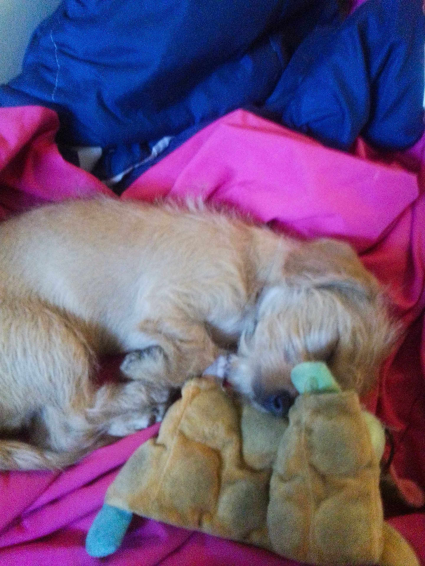 Sid is registered to the contest to win money with this photo: animal, bedspread, blue, comfort, companion, cozy, cute, dog, fur, indoor, napping, pet, pink, plush_toy, relaxation, resting, sleeping, small_dog, snuggling, soft_toy