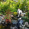 Shortie joined the competition — help win amazing prizes! animal, dog, flowers, foliage, garden, greenery, landscape, leaves, nature, outdoor, pet, plants, pond, rocks, shrub, stream, sunlight, water, waterfall, white_dog