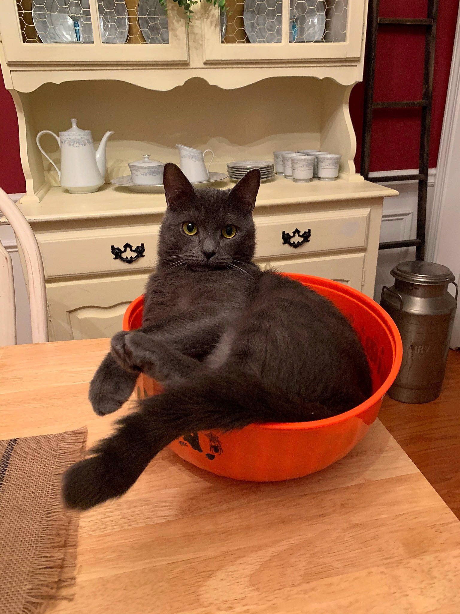 Jinx joined the competition — help win amazing prizes! black_cat, cabinetry, carnivore, cat, comfort, drawer, felidae, floor, flooring, grey, hardwood, picture_frame, shelf, shelving, small_to_medium_sized_cats, table, tail, whiskers, window, wood