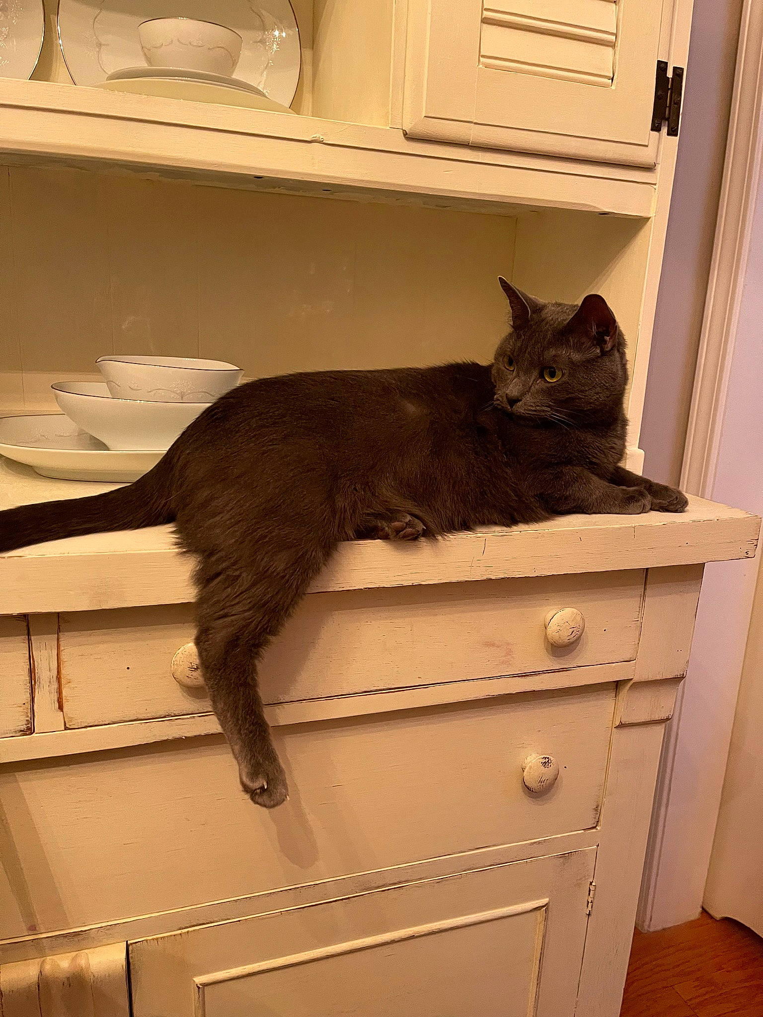 Jinx is registered to the contest to win money with this photo: black_cat, cabinetry, carnivore, cat, comfort, domestic_short_haired_cat, drawer, felidae, flooring, fur, grey, hardwood, interior_design, room, shelf, shelving, small_to_medium_sized_cats, tail, whiskers, wood