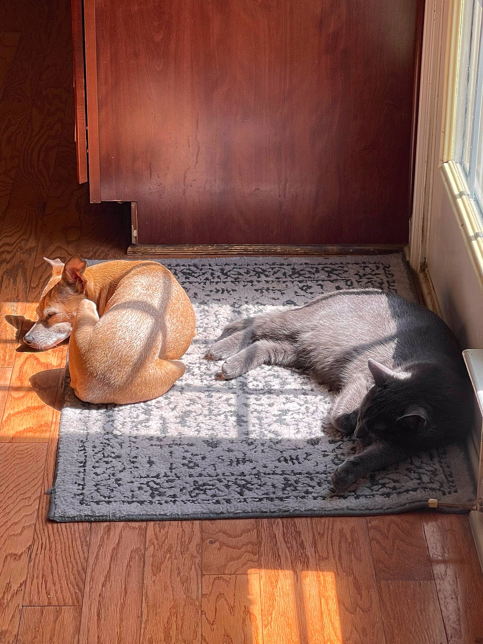 Jinx joined the competition — help win amazing prizes! art, brick, brickwork, cat, comfort, door, fawn, felidae, floor, flooring, hardwood, interior_design, reptile, room, scaled_reptile, tail, terrestrial_animal, window, wood, wood_flooring