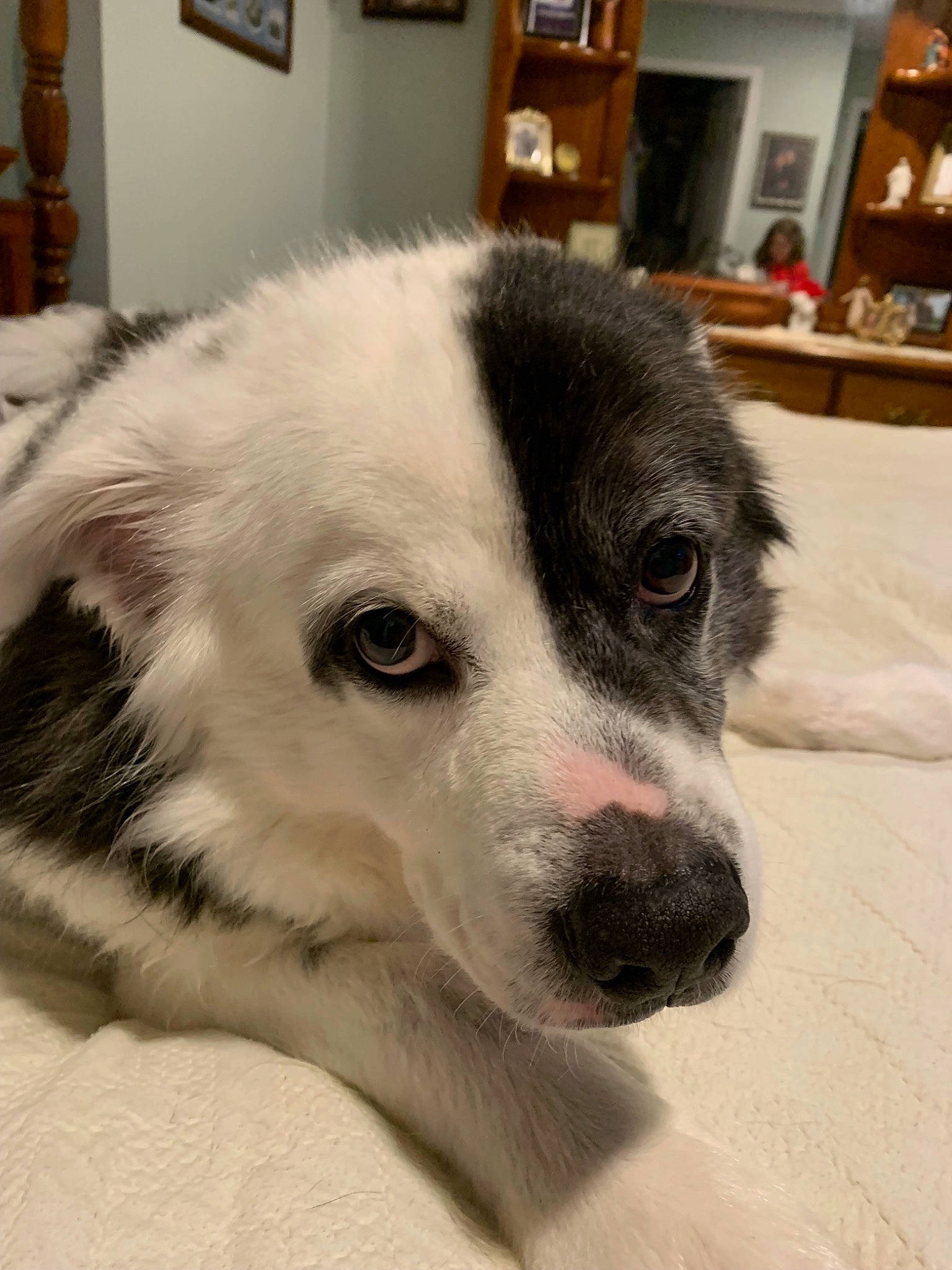 Bandit is registered to the contest to win money with this photo: border_collie, canidae, carnivore, companion_dog, dog, dog_breed, flooring, fur, non_sporting_group, paw, picture_frame, puppy, snout, sporting_group, terrestrial_animal, whiskers, working_animal, working_dog