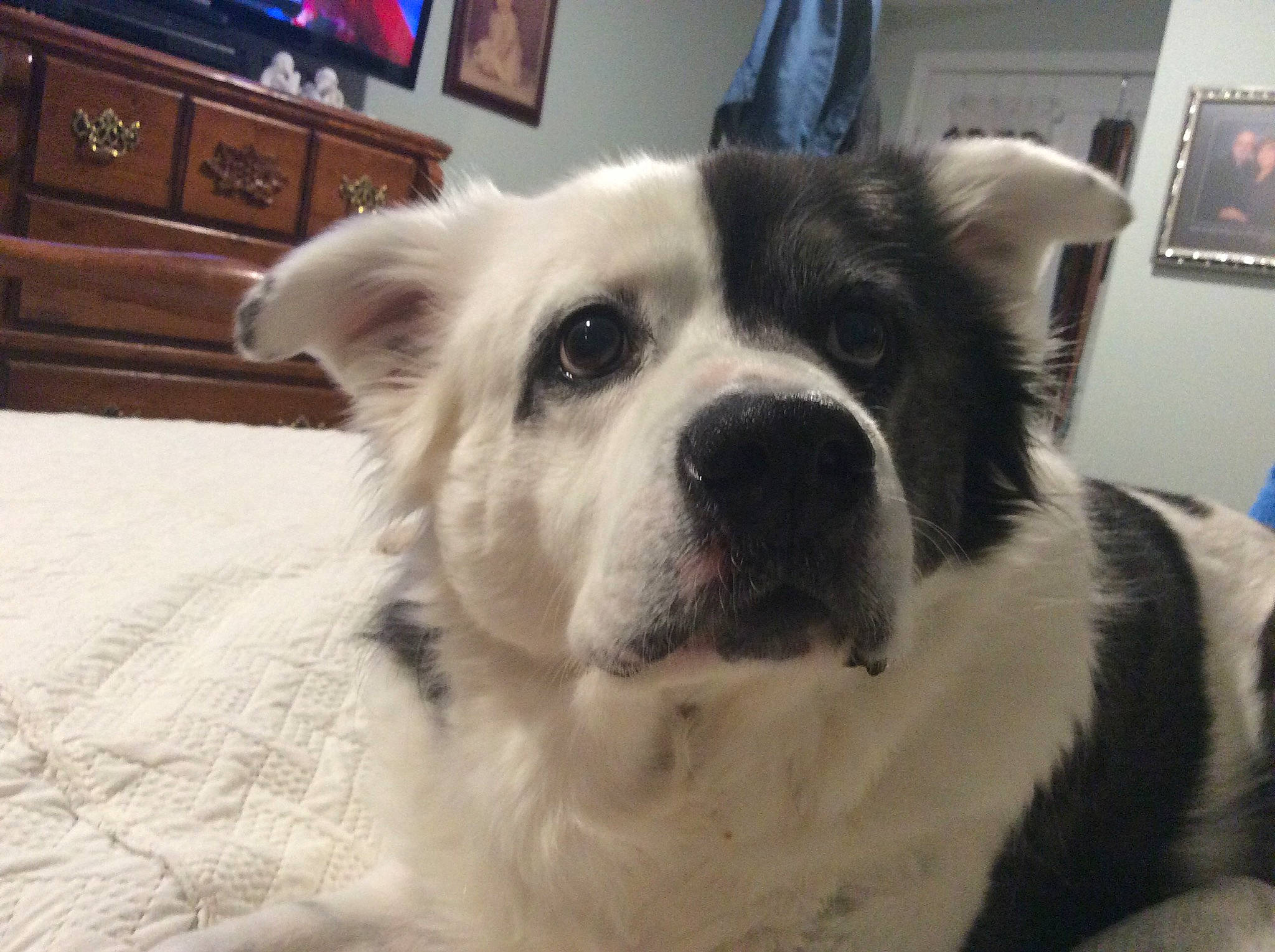 Bandit is registered to the contest to win money with this photo: cabinetry, carnivore, chest, chest_of_drawers, comfort, companion_dog, dog, dog_breed, drawer, dresser, flooring, hardwood, picture_frame, snout, sporting_group, television, terrestrial_animal, whiskers, wood, working_animal