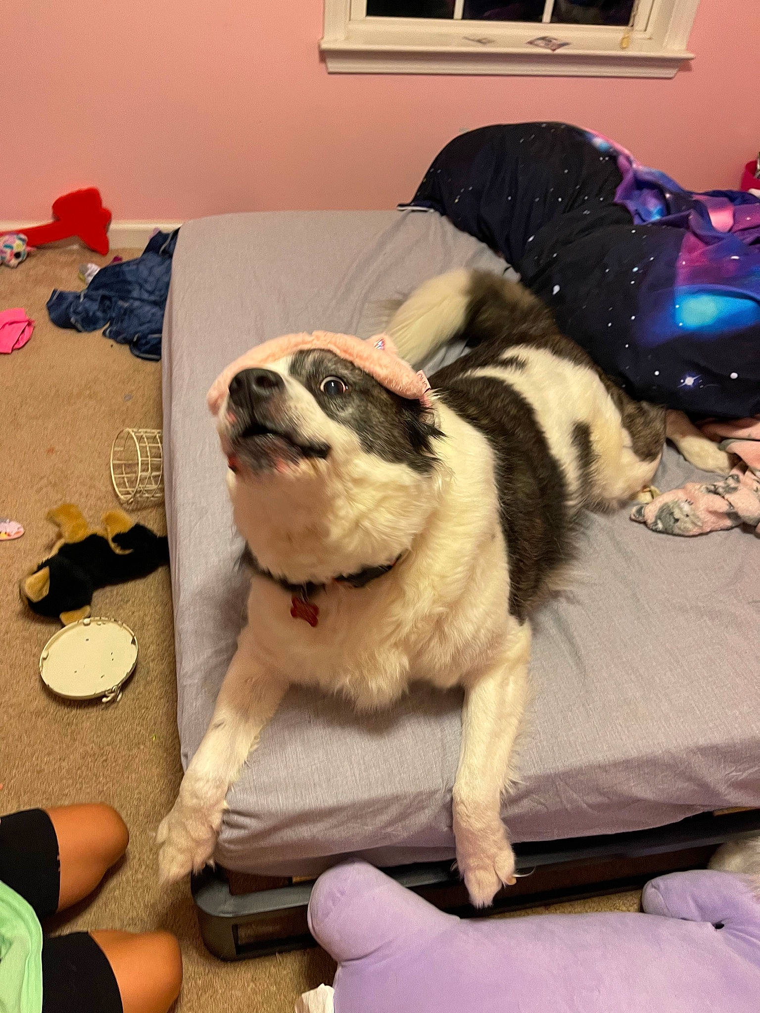 Bandit joined the competition — help win amazing prizes! carnivore, comfort, companion_dog, couch, dog, dog_breed, fawn, flooring, fur, linens, picture_frame, plant, pug, snout, sporting_group, sunglasses, textile, toy_dog, window, working_animal