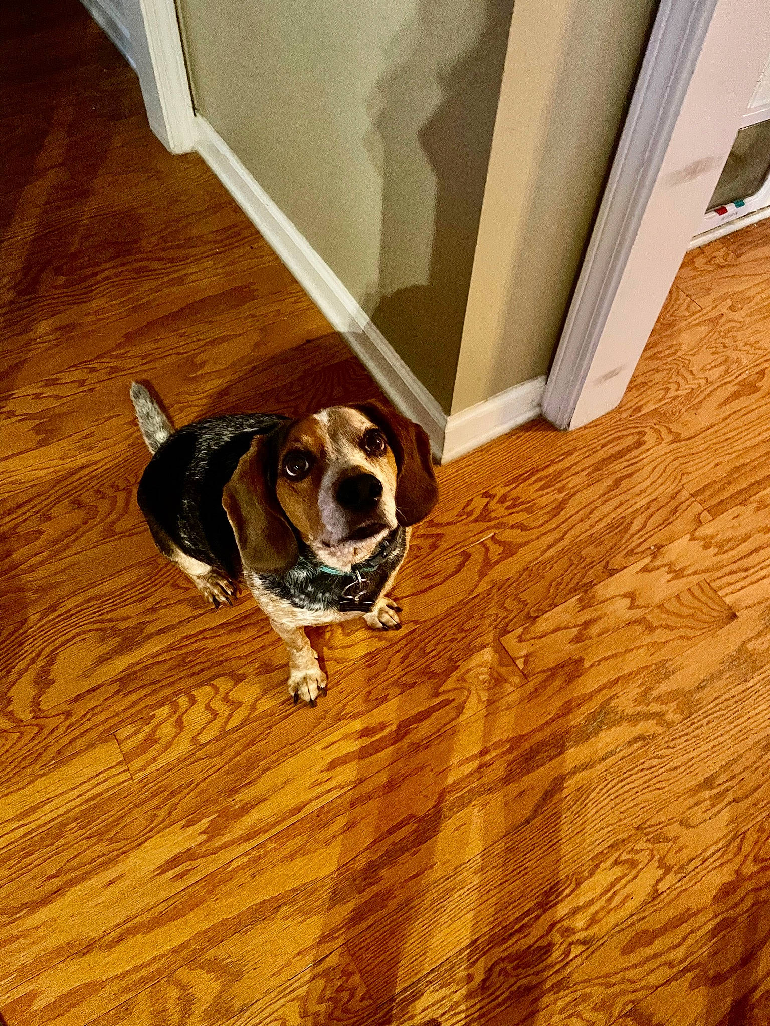 Berry is registered to the contest to win money with this photo: brown, carnivore, comfort, companion_dog, dog, dog_breed, fawn, floor, flooring, hardwood, laminate_flooring, plank, plywood, snout, varnish, window, wood, wood_flooring, wood_stain, working_animal