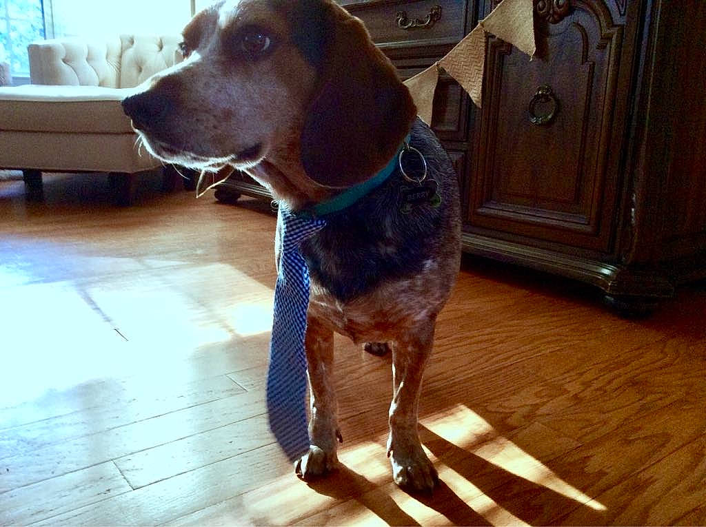 Berry is registered to the contest to win money with this photo: cabinetry, carnivore, collar, companion_dog, couch, dog, dog_breed, dog_collar, fawn, floor, flooring, gun_dog, hardwood, houseplant, liver, pet_supply, sporting_group, whiskers, wood, working_animal