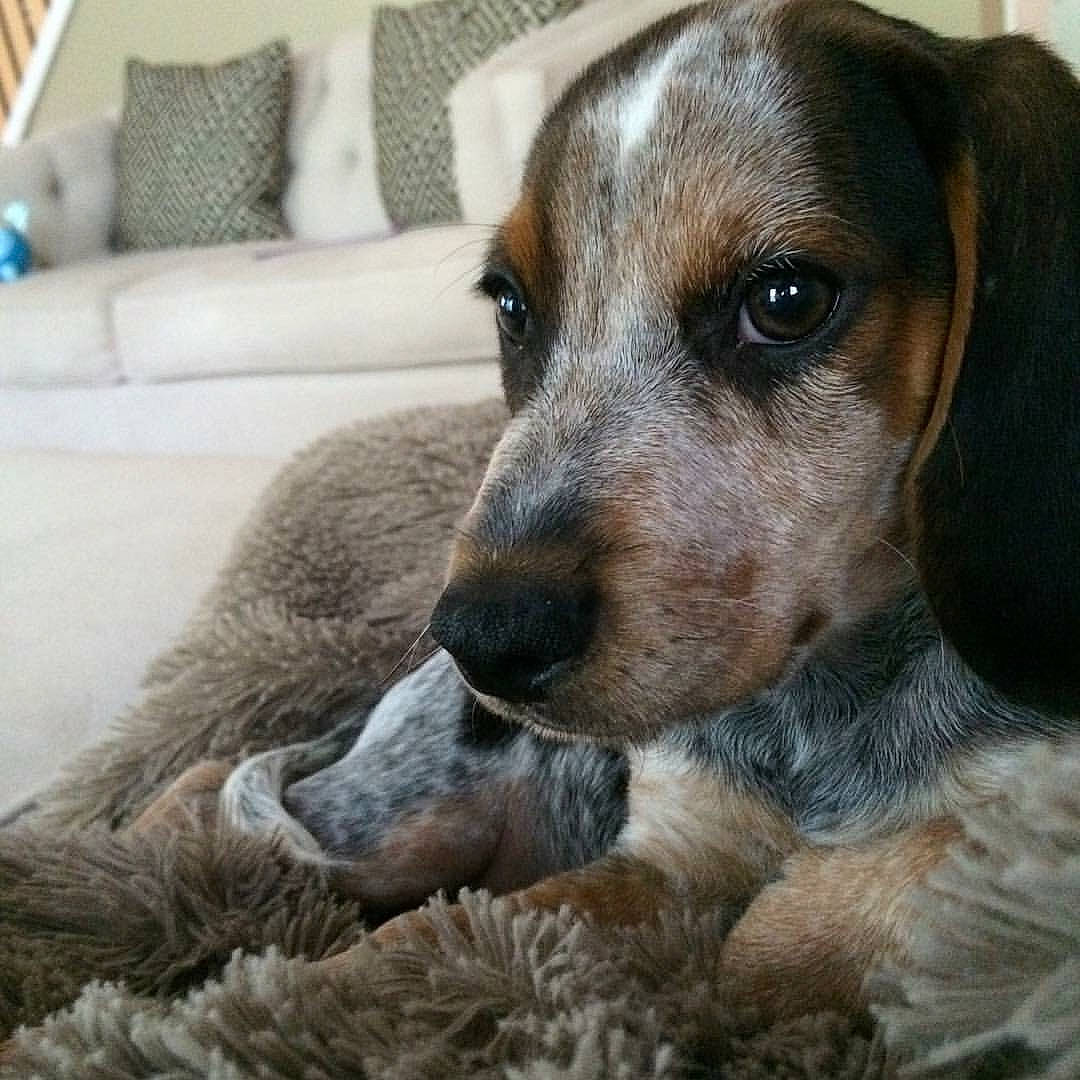 Berry joined the competition — help win amazing prizes! canidae, carnivore, comfort, companion_dog, couch, dog, dog_breed, dog_supply, fawn, fur, hunting_dog, pet_supply, scent_hound, snout, sporting_group, street_dog, terrestrial_animal, throw_pillow, whiskers, working_animal