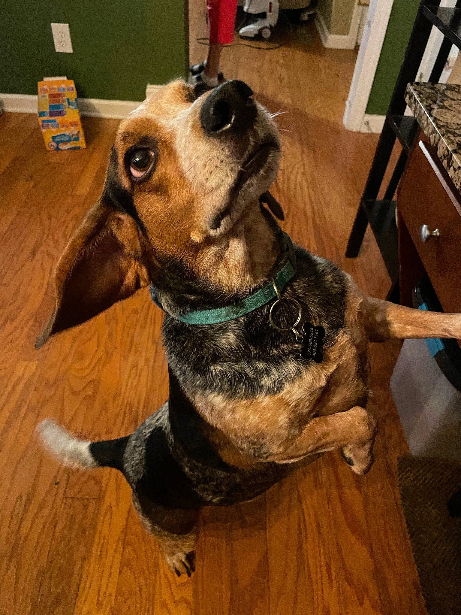 Berry is registered to the contest to win money with this photo: canidae, carnivore, collar, companion_dog, dog, dog_breed, dog_collar, dog_supply, fawn, flooring, fur, hardwood, liver, pet_supply, snout, sporting_group, varnish, wood, wood_stain, working_animal