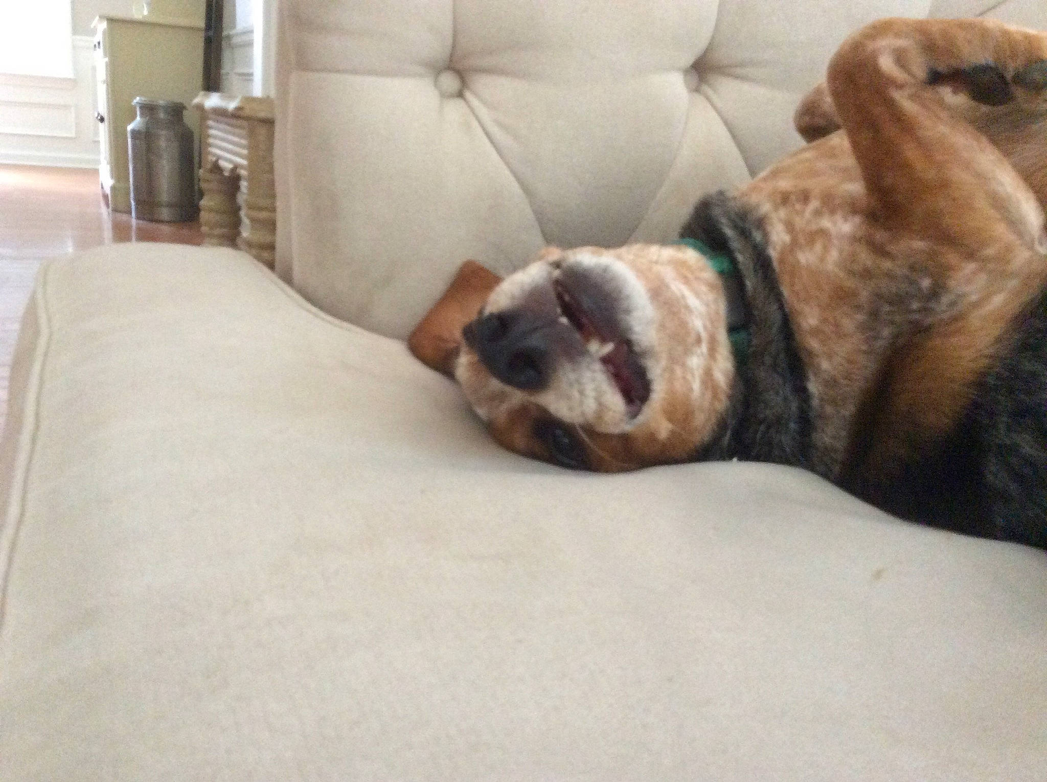 Berry joined the competition — help win amazing prizes! bored, bulldog, canidae, carnivore, comfort, companion_dog, couch, dog, dog_breed, fawn, flooring, fur, hardwood, linens, liver, snout, sporting_group, terrestrial_animal, whiskers, working_animal