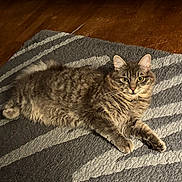 Zizou a rejoint le concours — aidez-le/la à gagner de superbes lots ! cat, tabby_cat, gray_cat, pet, animal, fur, whiskers, green_eyes, indoor, rug, floor, wood_floor, relaxed, lying_down, texture, closeup, domestic_cat, mammal, cute, feline
