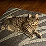 cat, tabby_cat, gray_cat, pet, animal, fur, whiskers, green_eyes, indoor, rug, floor, wood_floor, relaxed, lying_down, texture, closeup, domestic_cat, mammal, cute, feline