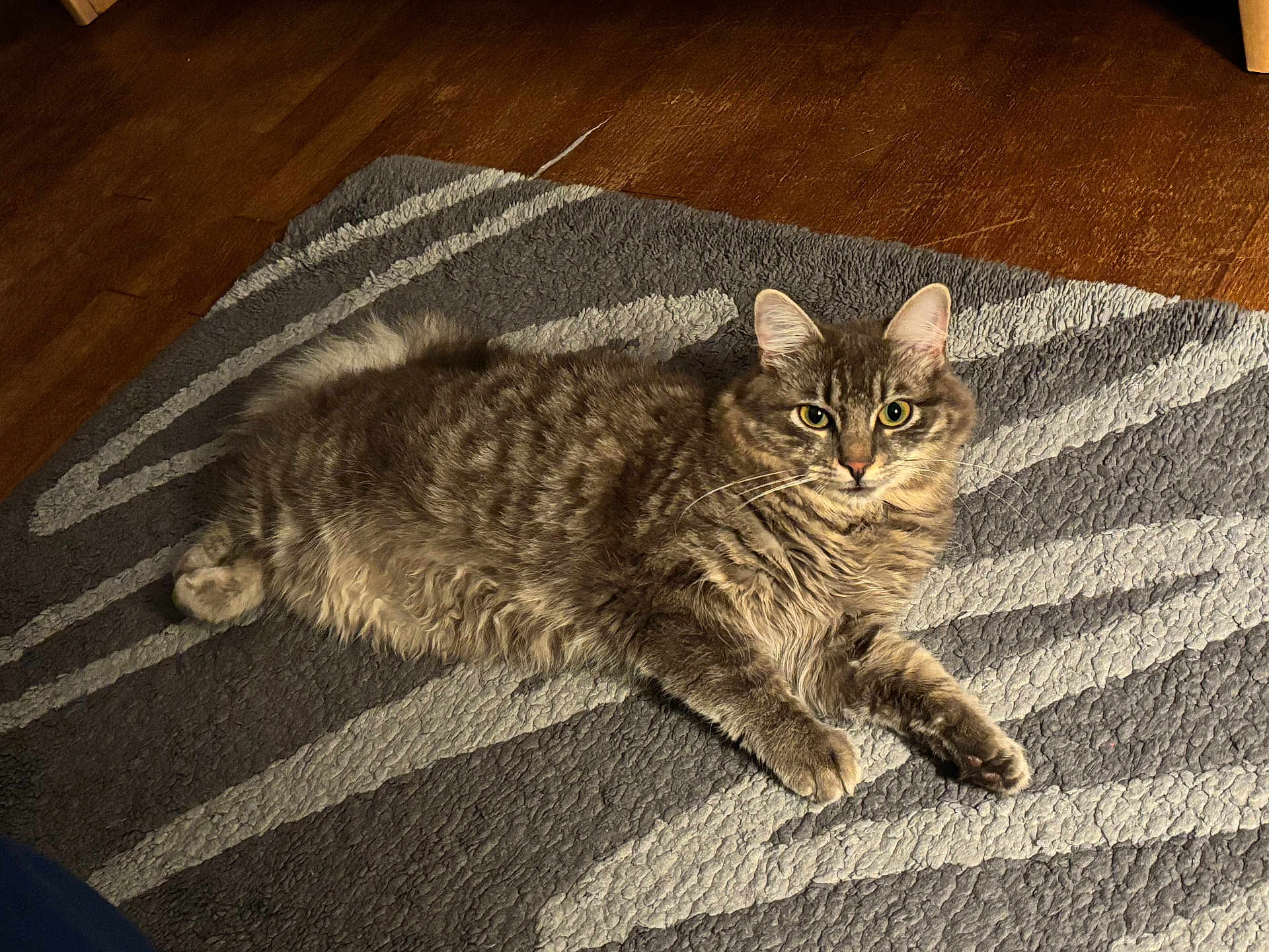 Zizou a rejoint le concours — aidez-le/la à gagner de superbes lots ! cat, tabby_cat, gray_cat, pet, animal, fur, whiskers, green_eyes, indoor, rug, floor, wood_floor, relaxed, lying_down, texture, closeup, domestic_cat, mammal, cute, feline
