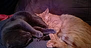 Thomas is registered to the contest to win money with this photo: animal, blanket, cat, cats, couch, cozy, cuddling, feline, gray_cat, home, indoor, lying_down, nap, orange_cat, pets, relaxing, resting, sleeping, soft_furnishings, tabby