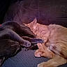 animal, blanket, cat, cats, couch, cozy, cuddling, feline, gray_cat, home, indoor, lying_down, nap, orange_cat, pets, relaxing, resting, sleeping, soft_furnishings, tabby