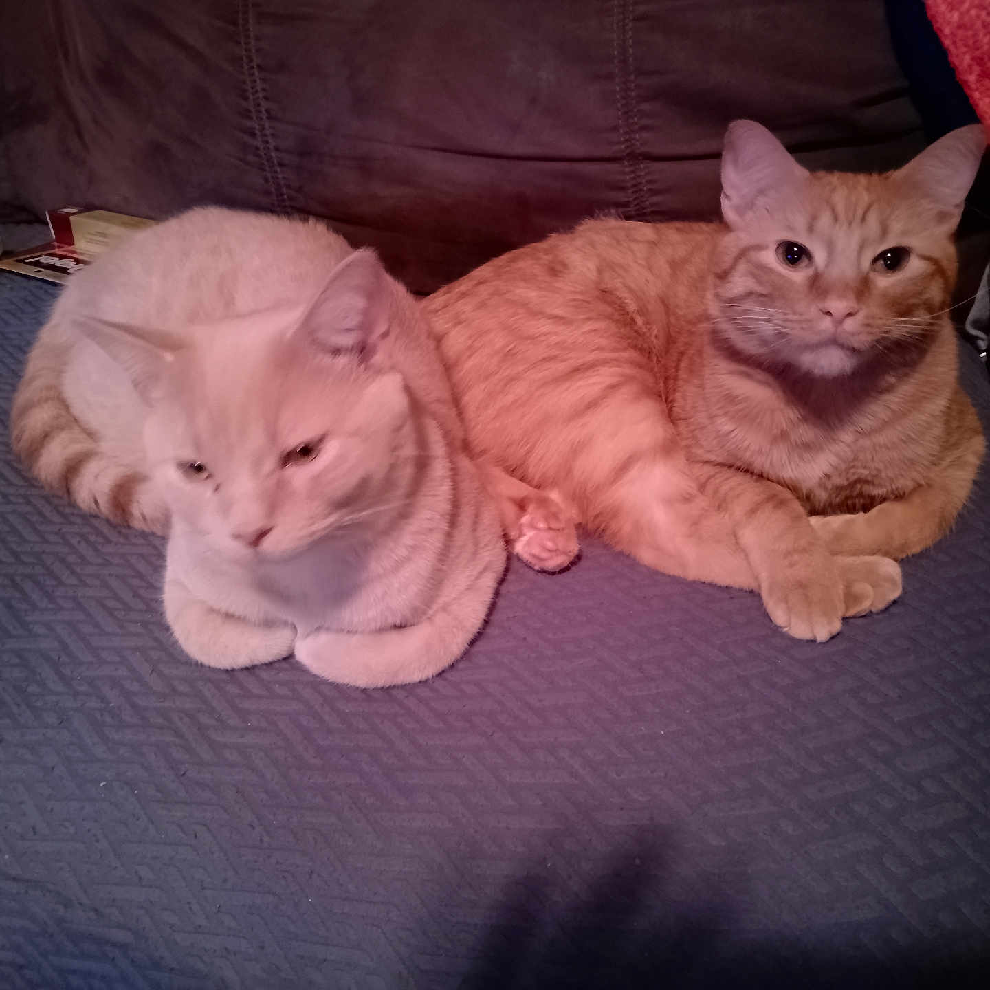 Thomas is registered to the contest to win money with this photo:  lounging, animal, cat, cats, couch, feline, fur, home, indoor, orange_cat, pet, portrait, relaxed, sitting, sleepy, sofa, tabby, two_cats, whiskers, สัตว์เลี้ยง