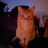 Thomas is registered to the contest to win money with this photo: animal, bed, bedroom, blanket, cat, ears, feline, front_facing, green_eyes, household, indoors, low_light, orange_tabby, pet, photography, portrait, sitting, striped_fur, warm_lighting, whiskers