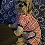 dog, pet, plaid_onesie, cozy, fluffy, indoor, couch, patterned_couch, blue, white, pink, furniture, cute, small_dog, fur, sitting, looking_back, domestic_animal, relaxed, home