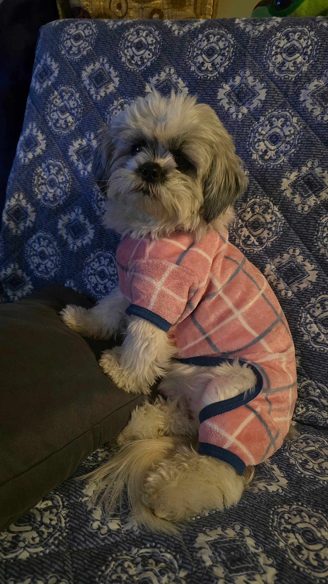 Chanel joined the competition — help win amazing prizes! dog, pet, plaid_onesie, cozy, fluffy, indoor, couch, patterned_couch, blue, white, pink, furniture, cute, small_dog, fur, sitting, looking_back, domestic_animal, relaxed, home