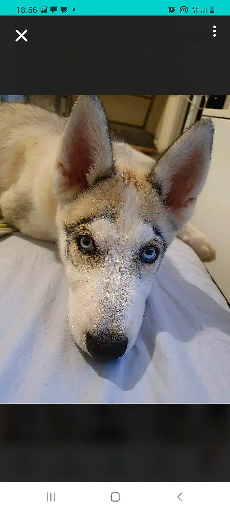 Laïko a rejoint le concours — aidez-le/la à gagner de superbes lots ! ancient_dog_breeds, canidae, carnivore, collar, companion_dog, dog, dog_breed, dog_collar, fawn, fur, non_sporting_group, snout, sporting_group, terrestrial_animal, whiskers, working_animal, working_dog