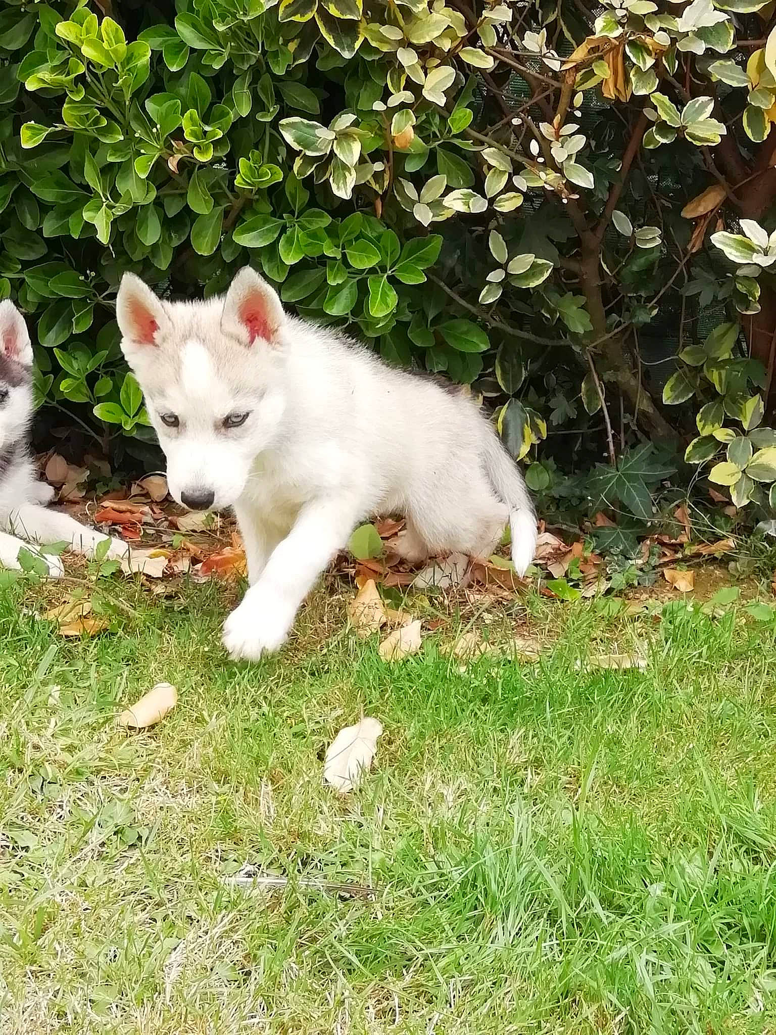 Laïko a rejoint le concours — aidez-le/la à gagner de superbes lots ! carnivore, cat, companion_dog, dog_breed, eye, fawn, felidae, fur, grass, groundcover, head, plant, shrub, small_to_medium_sized_cats, snout, sporting_group, tail, terrestrial_animal, tree, whiskers