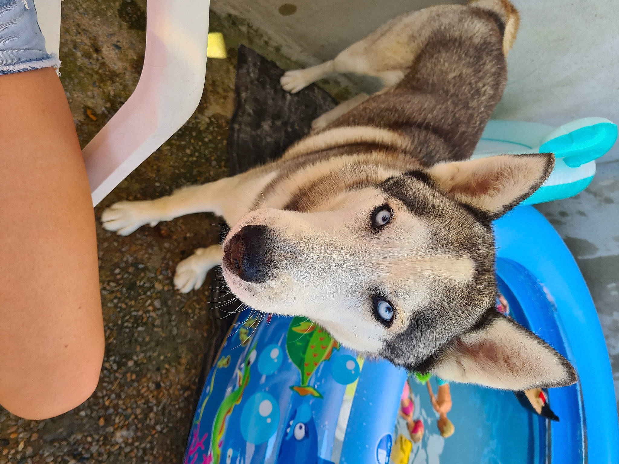 Laïko participe au concours pour gagner de l'argent avec cette photo : canidae, canis, carnivore, comfort, companion_dog, dog, dog_breed, dog_supply, fawn, foot, fur, human_leg, jaw, nap, paw, snout, sporting_group, terrestrial_animal, thigh, working_animal