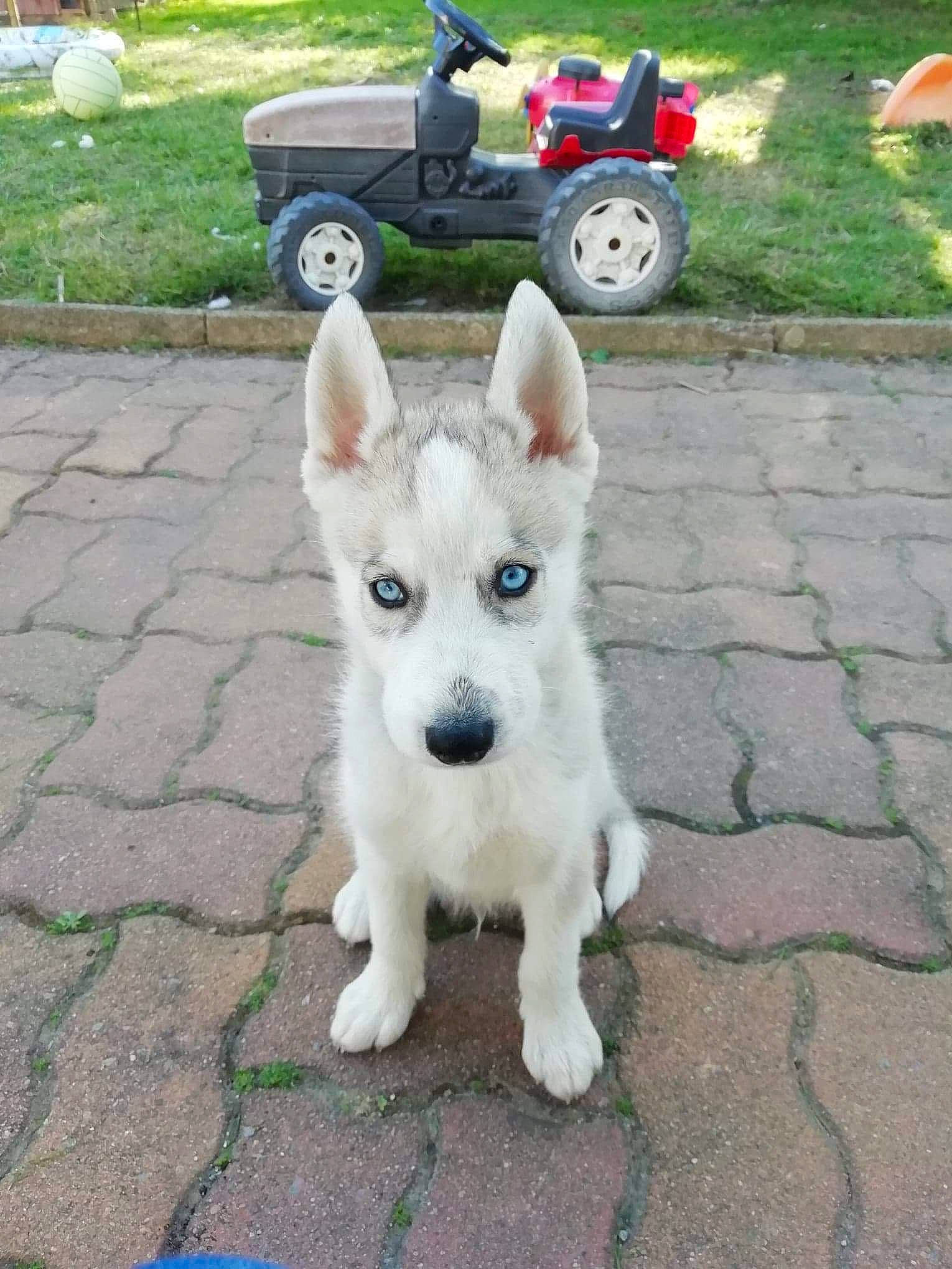 Laïko a rejoint le concours — aidez-le/la à gagner de superbes lots ! automotive_tire, canidae, carnivore, collar, companion_dog, dog, dog_breed, fawn, grass, plant, road_surface, sidewalk, snout, sporting_group, tail, tire, toy, vehicle, wheel, working_animal