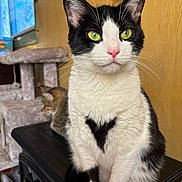 Felix is registered to the contest to win money with this photo: cat, tuxedo_cat, green_eyes, pink_nose, whiskers, indoor, sitting, close_up, cat_tree, second_cat, black_and_white, fur, ears, paws, portrait, curious, pet, household, window, wooden_wall