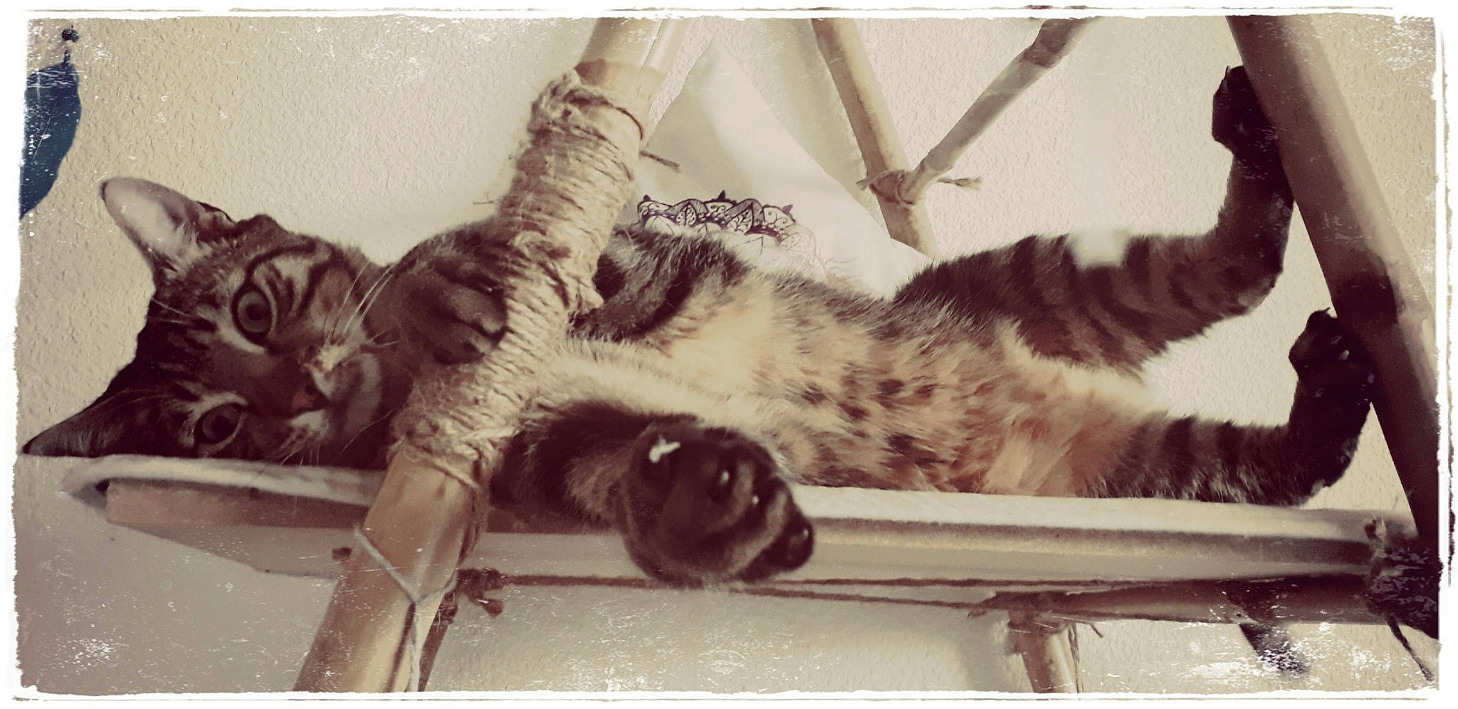 Nanoük participe au concours pour gagner de l'argent avec cette photo : american_curl, black_and_white, carnivore, cat, domestic_short_haired_cat, dragon_li, european_shorthair, felidae, fur, kitten, maine_coon, small_to_medium_sized_cats, snapshot, tabby_cat, tail, whiskers