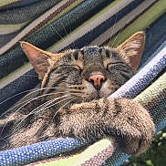Nanoük a rejoint le concours — aidez-le/la à gagner de superbes lots ! animal, cat, closeup, content, cozy, cute, fur, hammock, nap, nature, outdoor, paw, pet, relaxation, resting, sleeping, striped, sunlight, tabby, whiskers