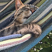 Nanoük is registered to the contest to win money with this photo: cat, tabby, sleeping, hammock, striped, paw, outdoor, sunlight, greenery, nature, relaxed, cozy, fur, animal, pet, closeup, resting, peaceful, whiskers, soft