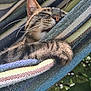 cat, tabby, sleeping, hammock, striped, paw, outdoor, sunlight, greenery, nature, relaxed, cozy, fur, animal, pet, closeup, resting, peaceful, whiskers, soft