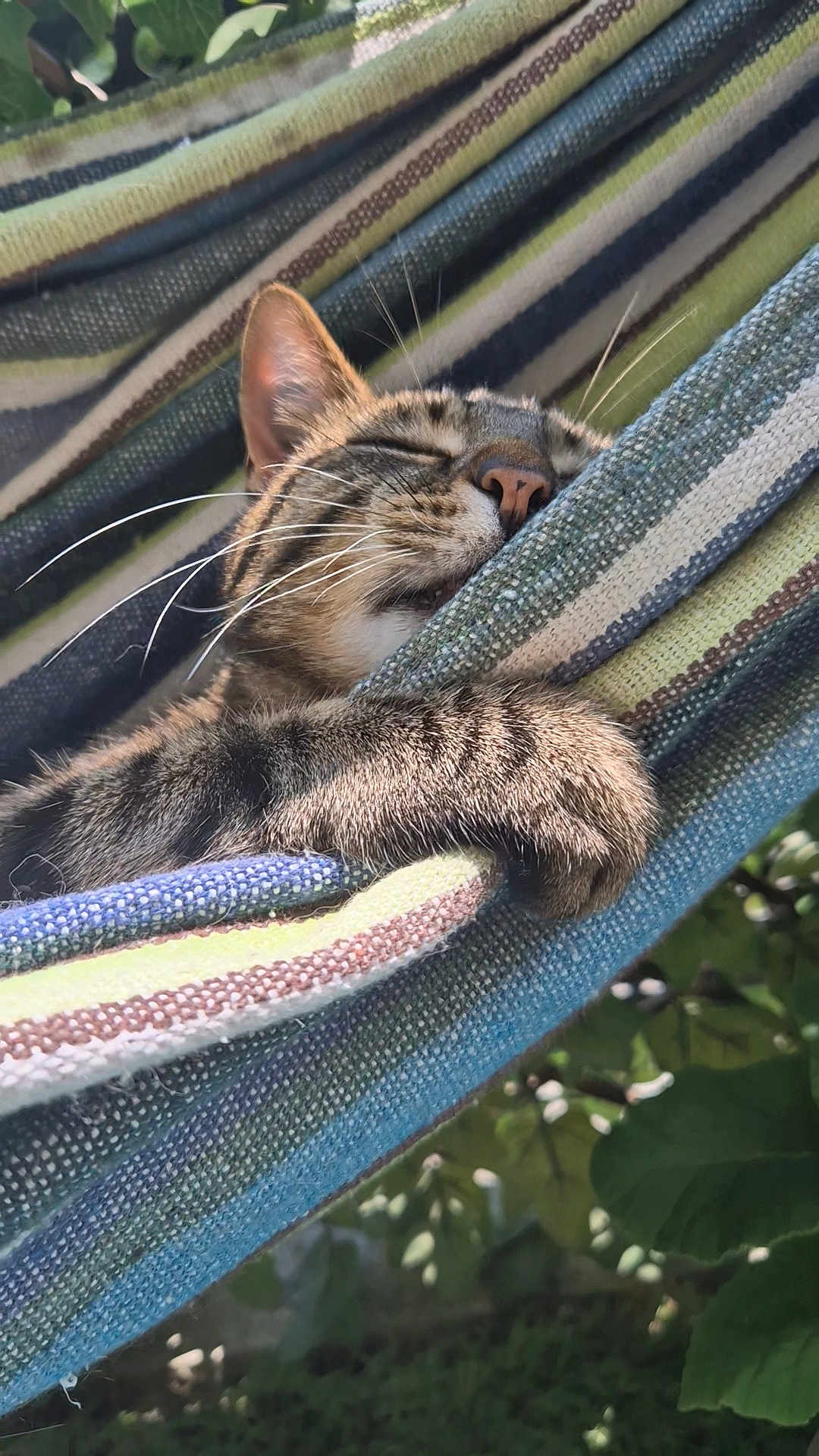Nanoük is registered to the contest to win money with this photo: cat, tabby, sleeping, hammock, striped, paw, outdoor, sunlight, greenery, nature, relaxed, cozy, fur, animal, pet, closeup, resting, peaceful, whiskers, soft