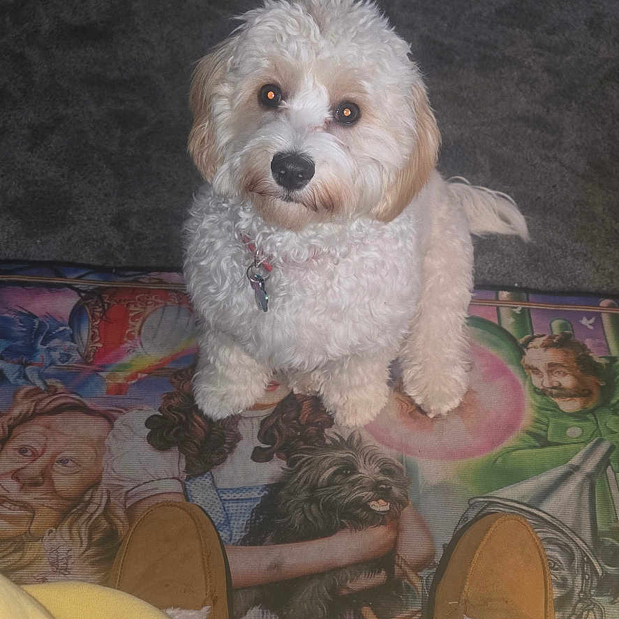 Dorothy joined the competition — help win amazing prizes! animal, baby_gate, background, carpet, colorful_mat, cosy, cute, dog, floor, fluffy, home, indoor, looking_up, person, pet, portrait, slippers, toy, white_dog, yellow_pants