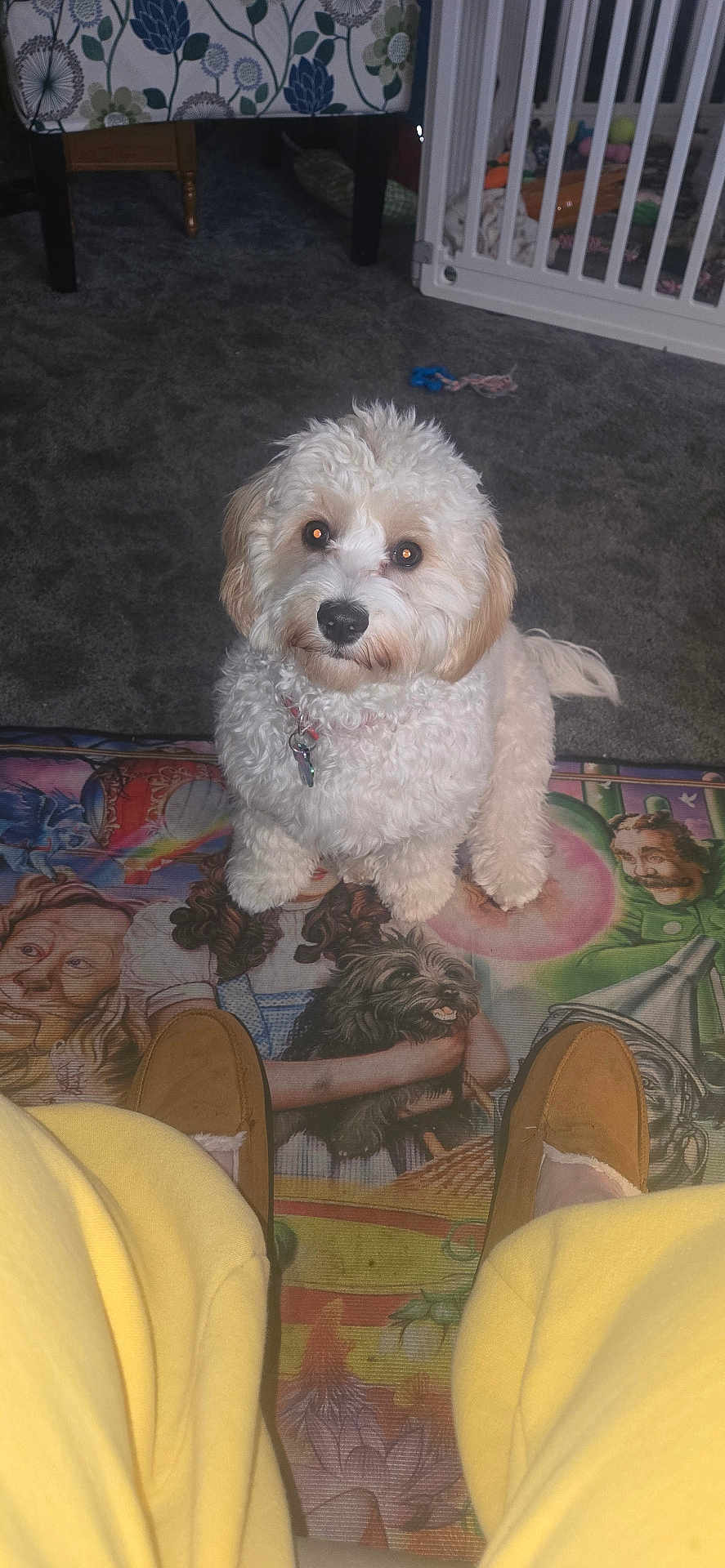 Dorothy joined the competition — help win amazing prizes! dog, white_dog, fluffy, carpet, indoor, baby_gate, colorful_mat, person, yellow_pants, slippers, toy, floor, cosy, pet, looking_up, cute, home, animal, portrait, background
