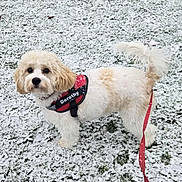 Dorothy joined the competition — help win amazing prizes! dog, snow, grass, leash, harness, pet, outdoor, winter, curious, fluffy, canine, animal, walking, nature, park, cute, portrait, daylight, small_dog, adorable