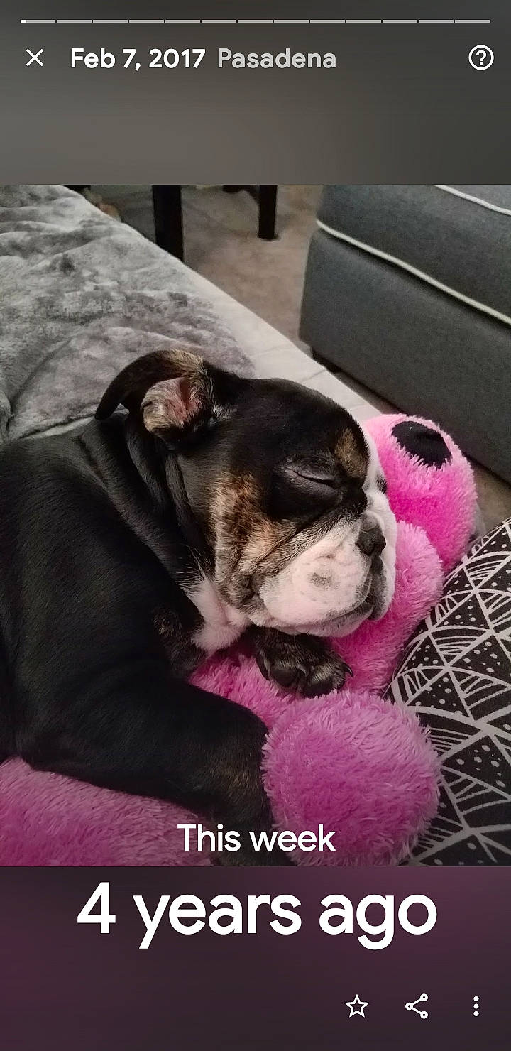 Princess Penelope joined the competition — help win amazing prizes! bulldog, carnivore, comfort, companion_dog, couch, dog, dog_breed, ear, fawn, fur, magenta, paw, photo_caption, pink, puppy_love, snout, toy_dog, whiskers, working_animal, wrinkle