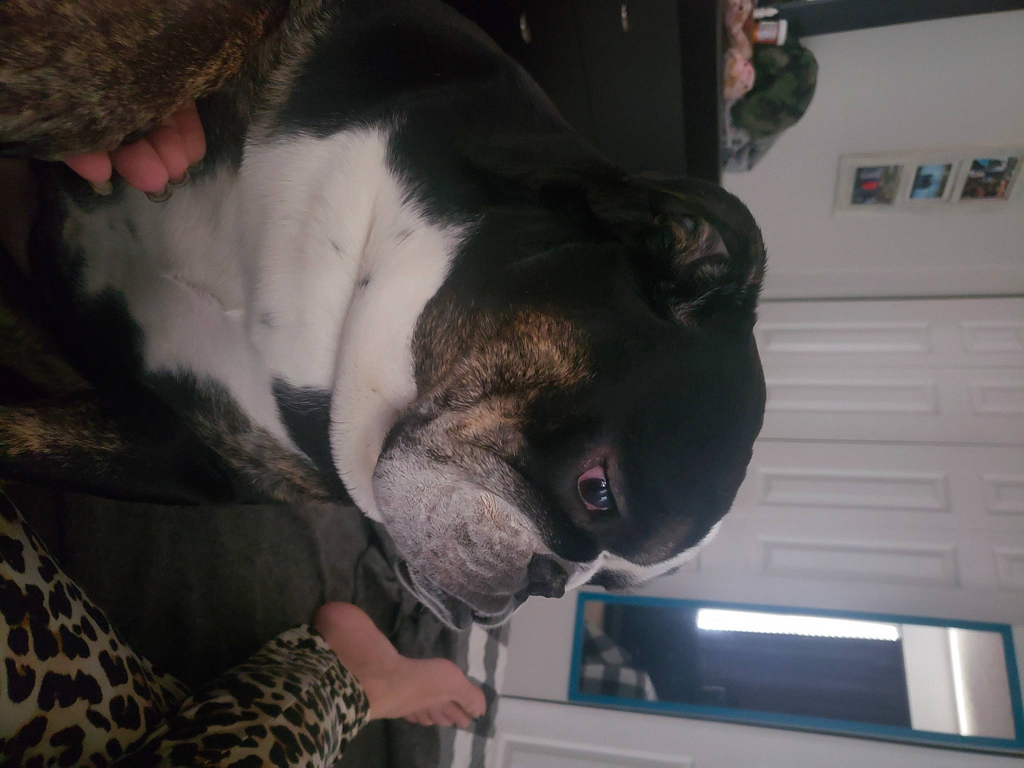 Princess Penelope joined the competition — help win amazing prizes! australian_bulldog, bulldog, canidae, carnivore, collar, comfort, companion_dog, dog, dog_breed, dog_collar, ear, fawn, french_bulldog, fur, molosser, snout, sporting_group, tail, whiskers, working_animal