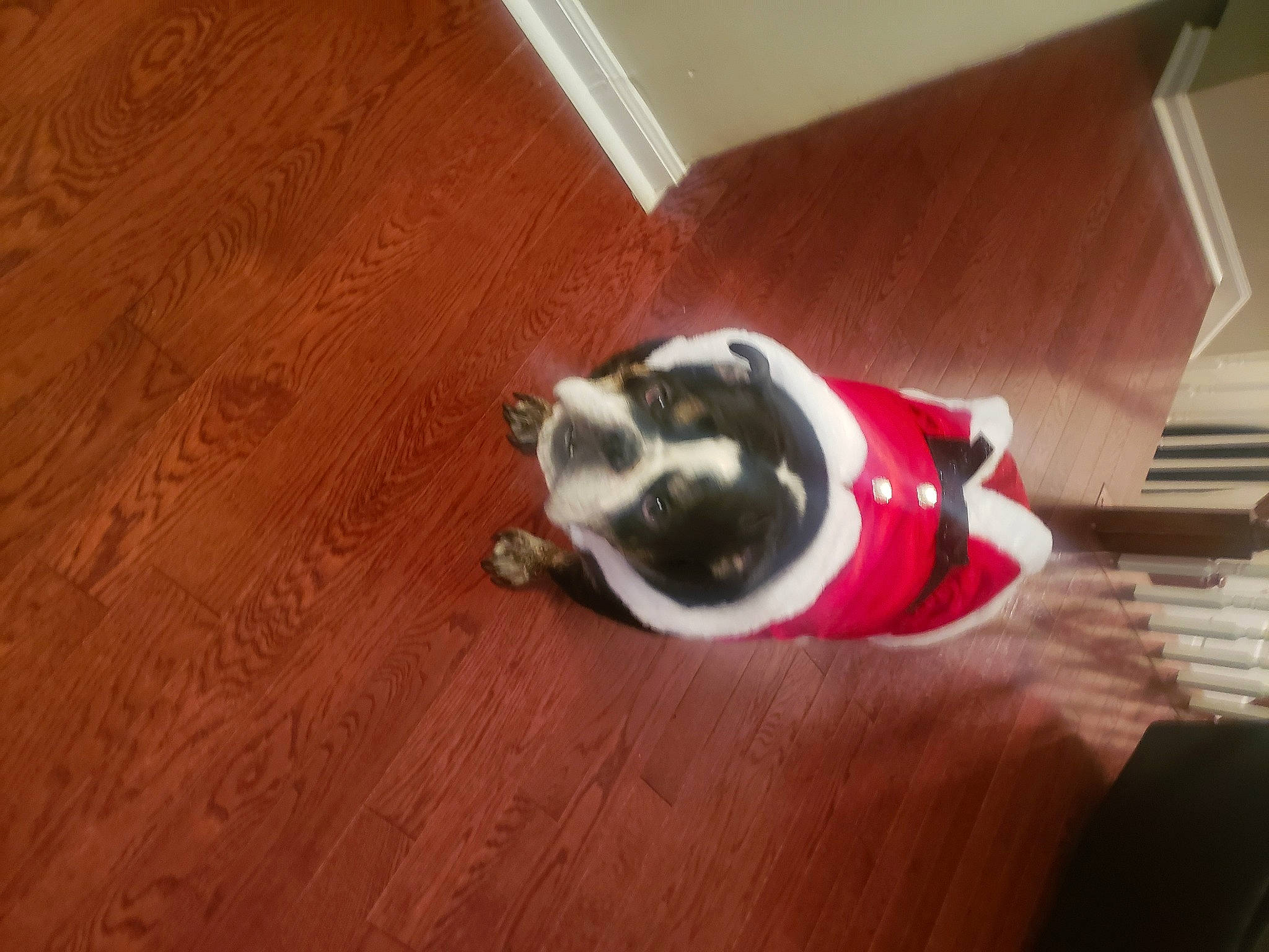 Princess Penelope is registered to the contest to win money with this photo: carmine, carnivore, companion_dog, dog, dog_breed, fawn, felidae, floor, flooring, hardwood, laminate_flooring, paw, plywood, small_to_medium_sized_cats, snout, tail, whiskers, wood, wood_flooring, wood_stain