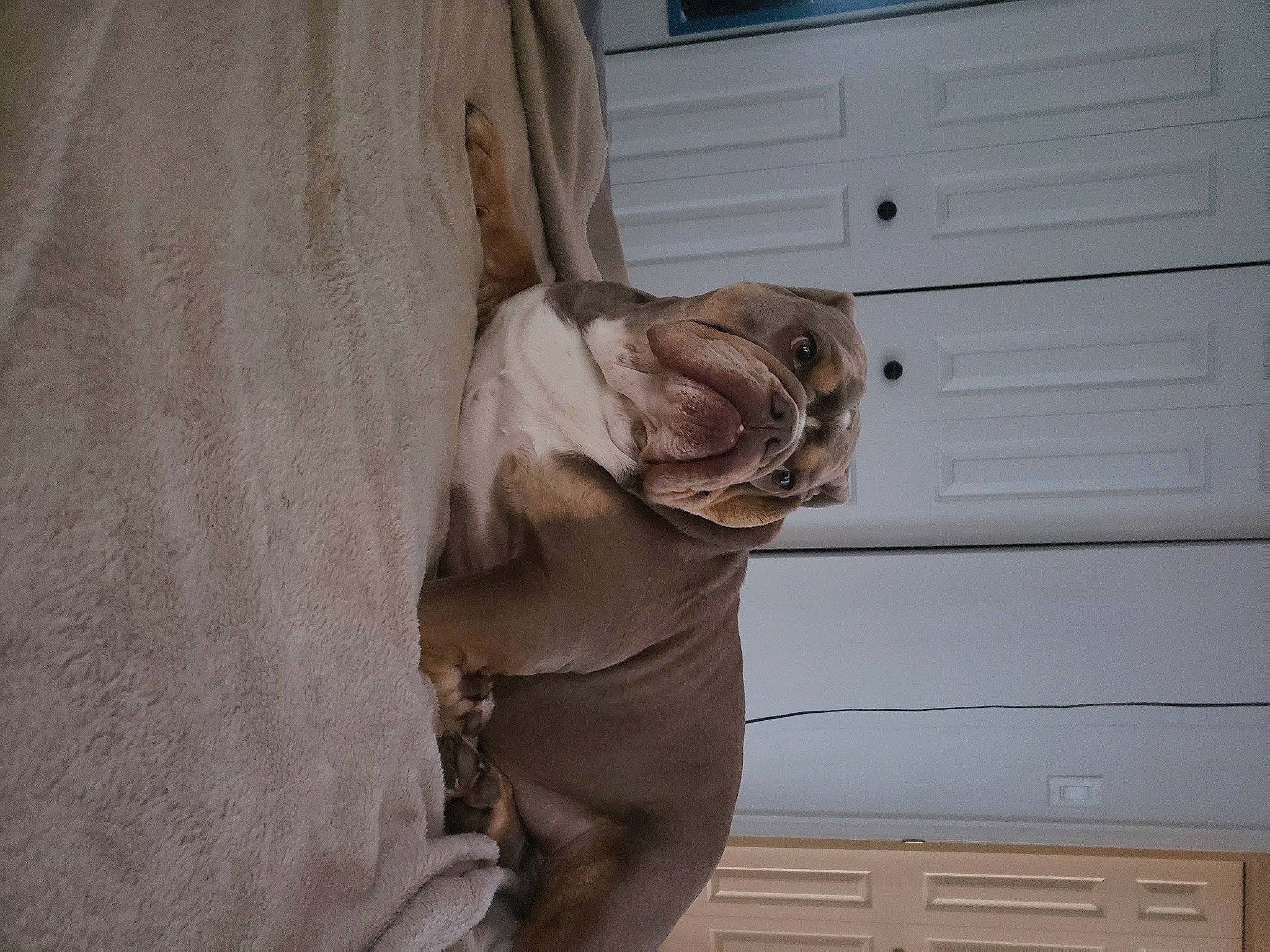 Mr. Meatball joined the competition — help win amazing prizes! cabinetry, carnivore, chest_of_drawers, comfort, companion_dog, dog, door, drawer, fawn, felidae, fur, gesture, grey, hardwood, human_leg, small_to_medium_sized_cats, sporting_group, window, wood, working_animal